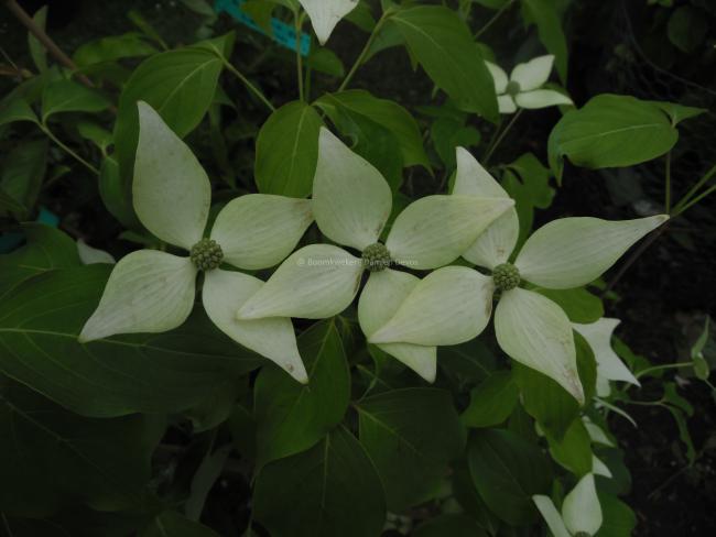 Cornus kousa 'Blue Shadow'