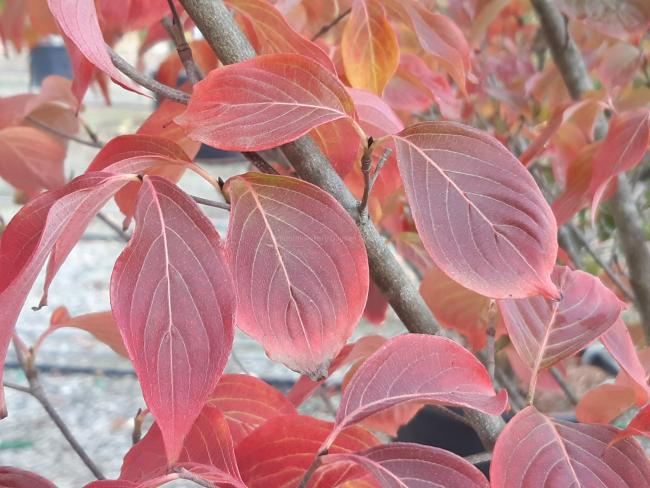 Cornus kousa 'Cappuccino'