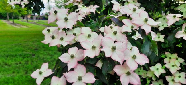 Cornus kousa 'Cappuccino'