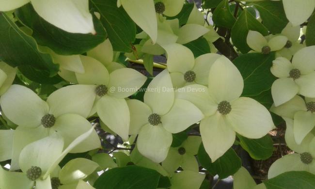 Cornus kousa 'China Girl'