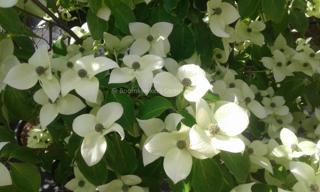 Cornus kousa 'China Girl'