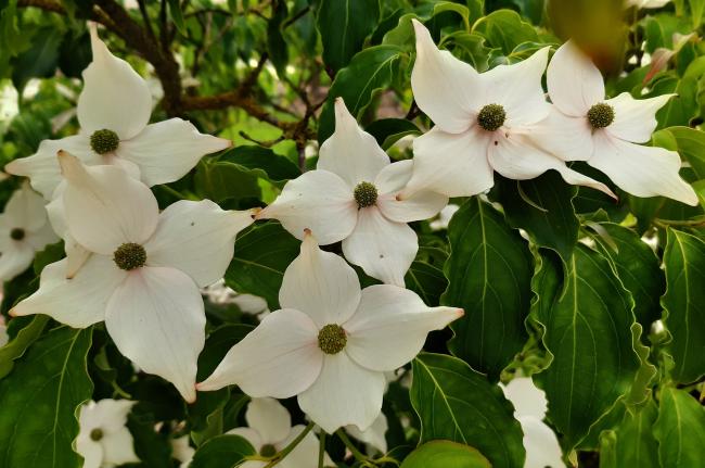 Cornus kousa 'China Girl'