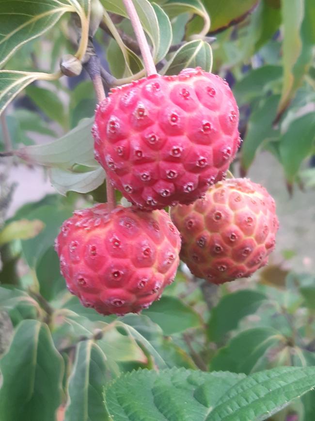 Cornus kousa 'China Girl'