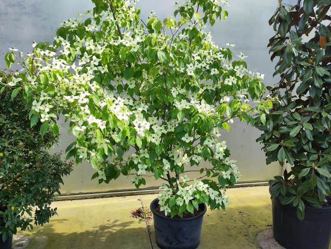 Cornus kousa 'China Girl'
