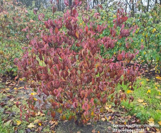 Cornus kousa var. chinensis