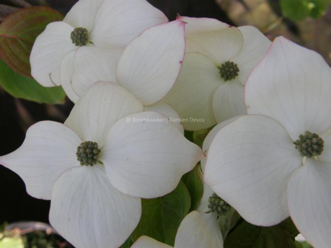 Cornus kousa 'Claudia'