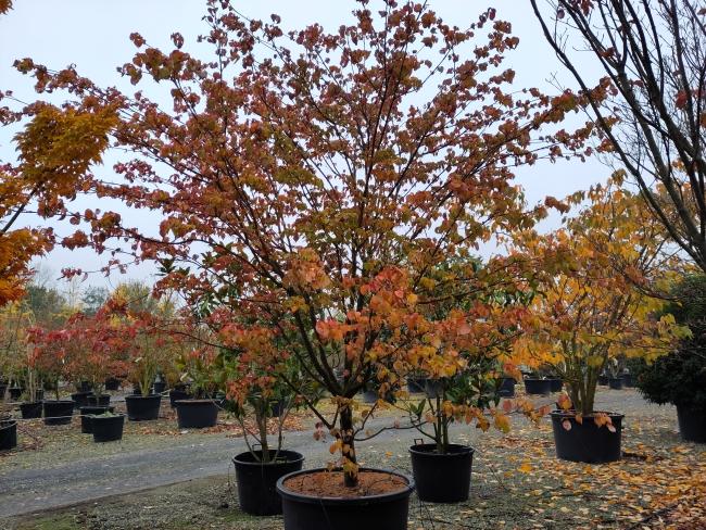 Cornus kousa 'Claudia'