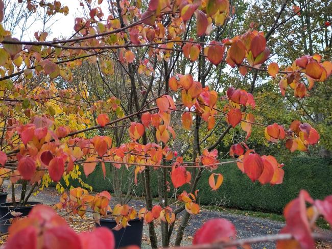Cornus kousa 'Claudia'