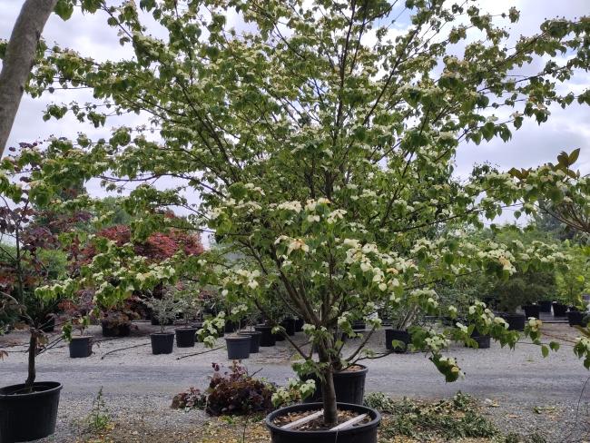Cornus kousa 'Claudia'