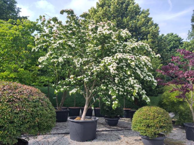 Cornus kousa 'Claudia'