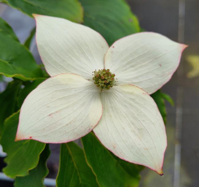 Cornus kousa 'Délicatesse'