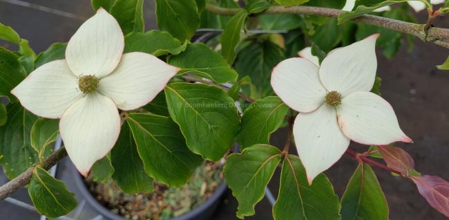 Cornus kousa 'Délicatesse'