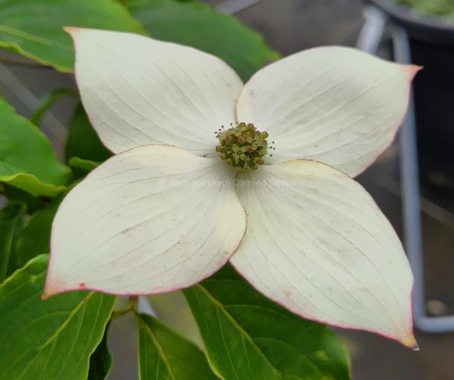 Cornus kousa 'Délicatesse'