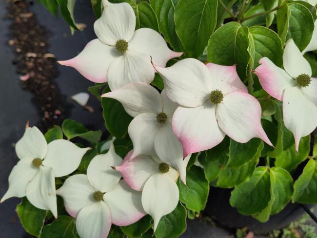 Cornus kousa 'Flower Power'