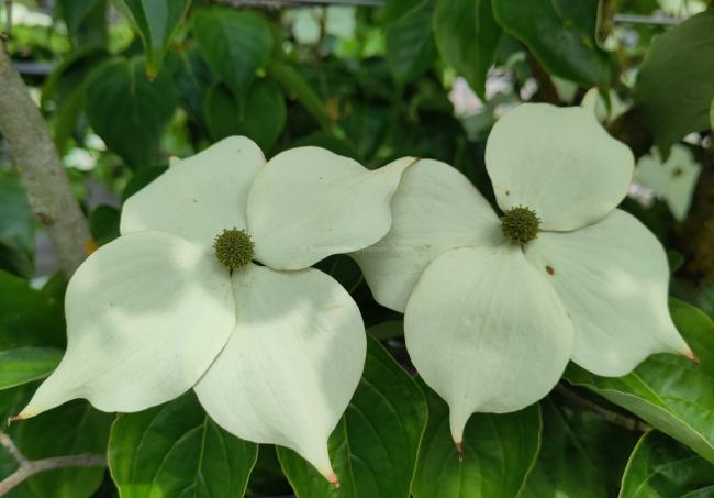 Cornus kousa 'Flower Power'