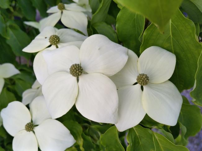 Cornus kousa 'Galilean' ( = 'Galzam' )