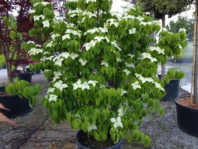 Cornus kousa 'Galilean' ( = 'Galzam' )