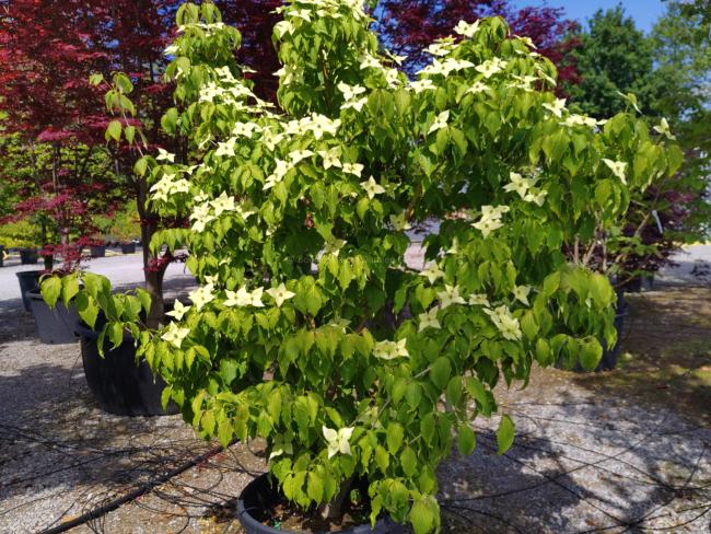 Cornus kousa 'Galilean' ( = 'Galzam' )
