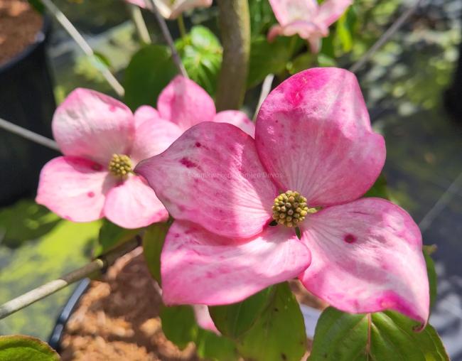 Cornus kousa 'Heart Throb'