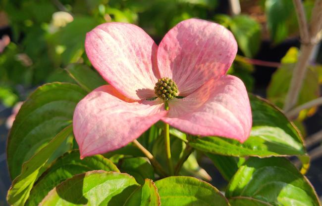 Cornus kousa 'Heart Throb'