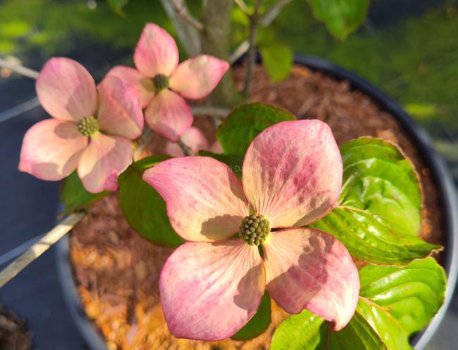 Cornus kousa 'Heart Throb'