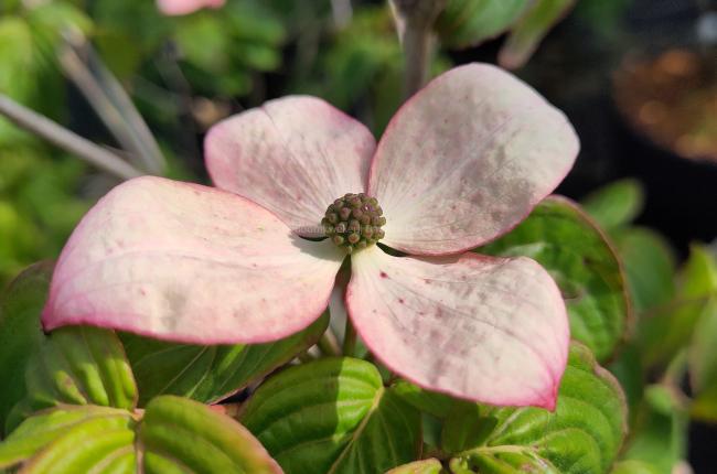 Cornus kousa 'Heart Throb'