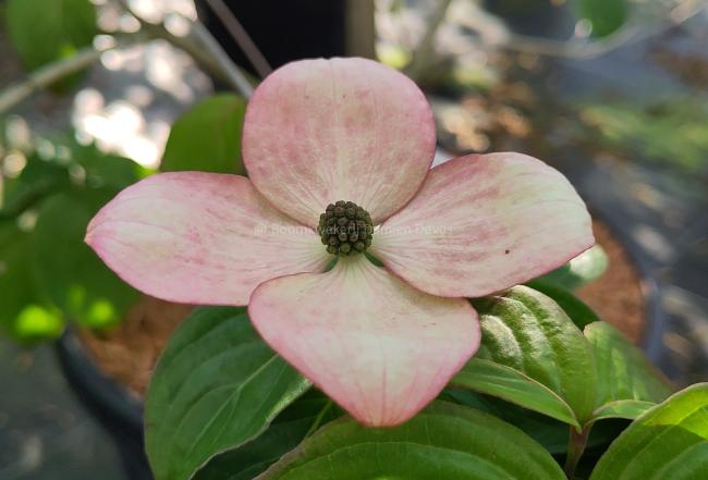 Cornus kousa 'Heart Throb'