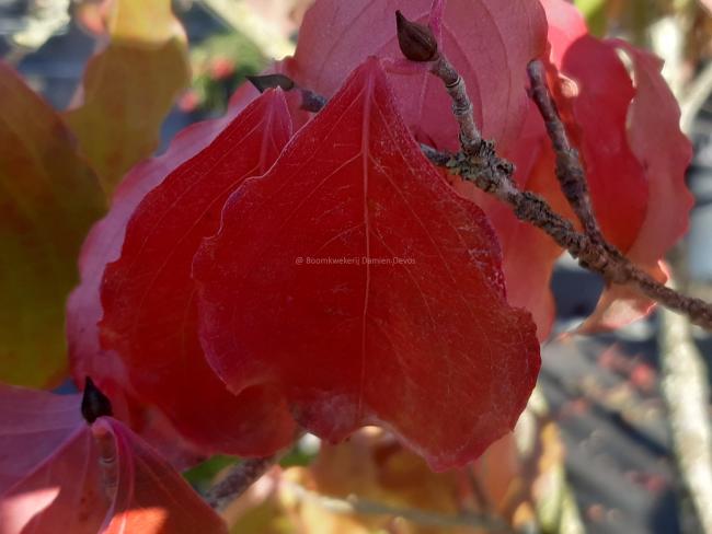 Cornus kousa 'Kreuzdame'