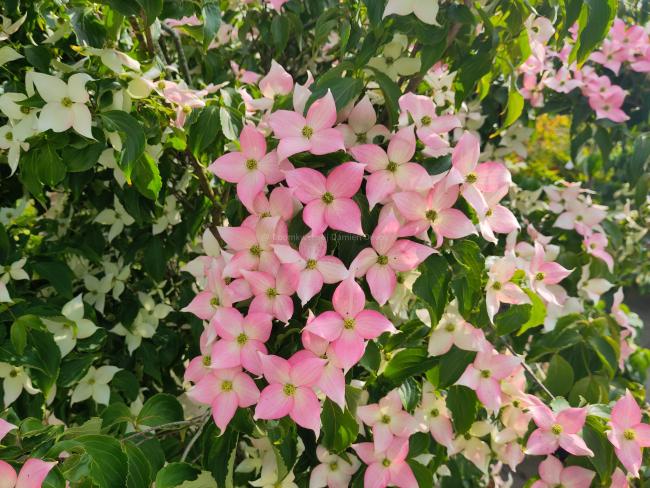 Cornus kousa 'Mount Fuji'