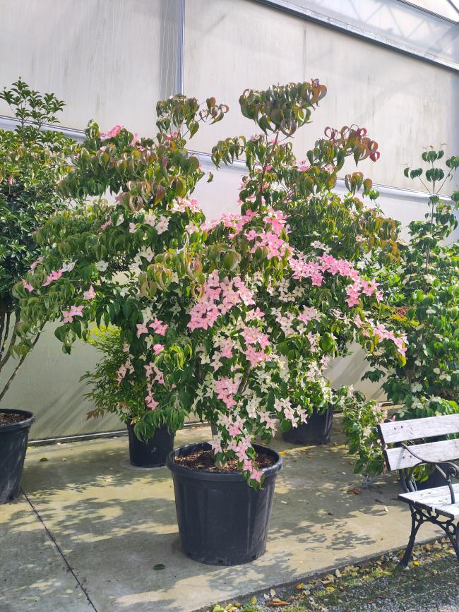 Cornus kousa 'Mount Fuji'