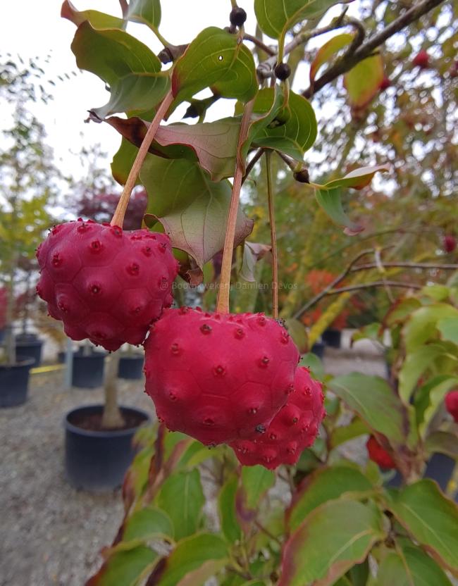 Cornus kousa 'Milky Way'