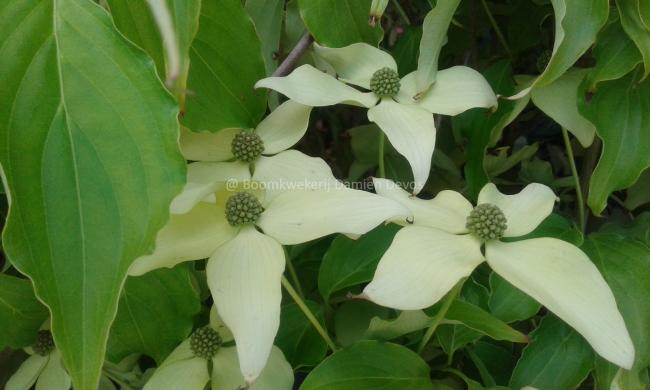 Cornus kousa 'Nicole'