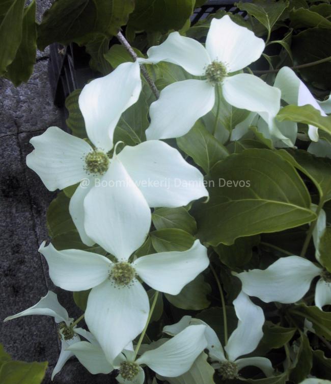 Cornus kousa 'Nicole'
