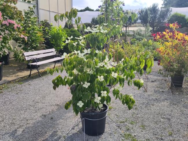 Cornus kousa 'Nicole'