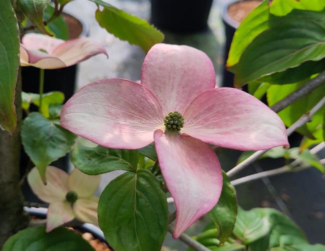 Cornus kousa 'Rosemoor'