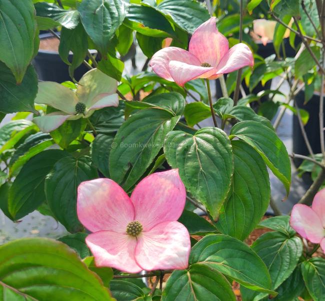 Cornus kousa 'Rosemoor'