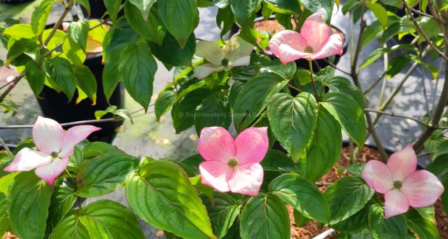 Cornus kousa 'Rosemoor'