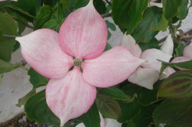 Cornus kousa 'Rosy Teacups' ®