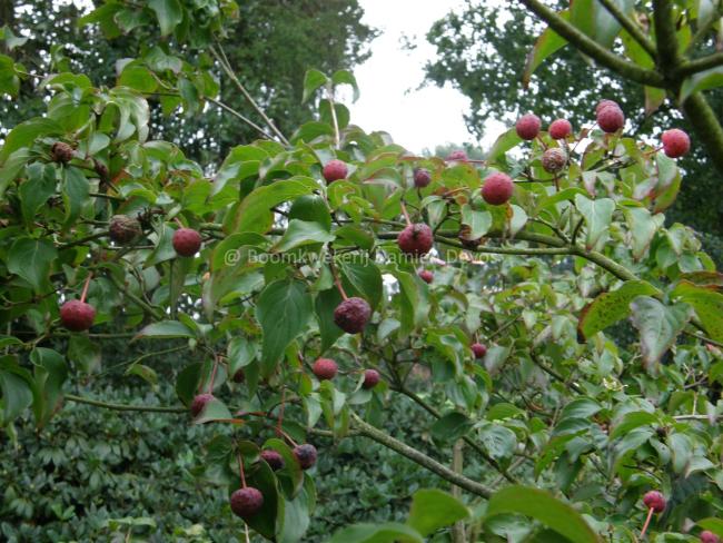 Cornus kousa 'Satomi'