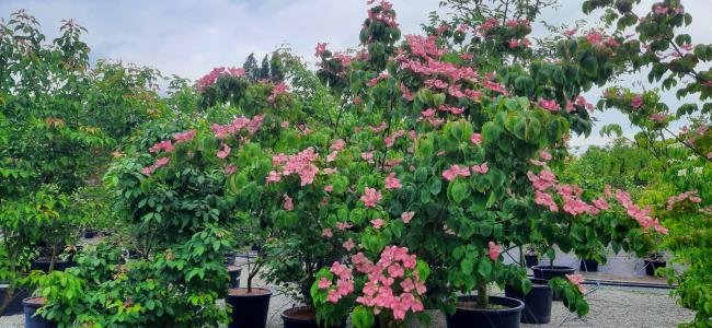 Cornus kousa 'Satomi'