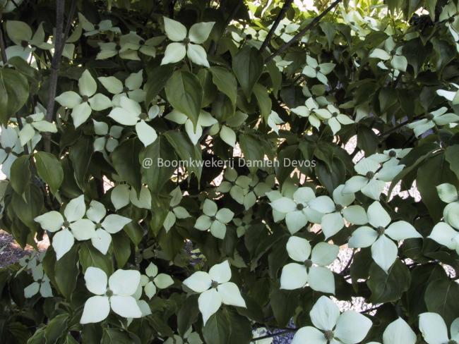 Cornus kousa 'Schmetterling'