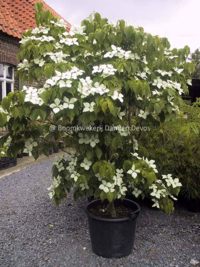 Cornus kousa 'Schmetterling'