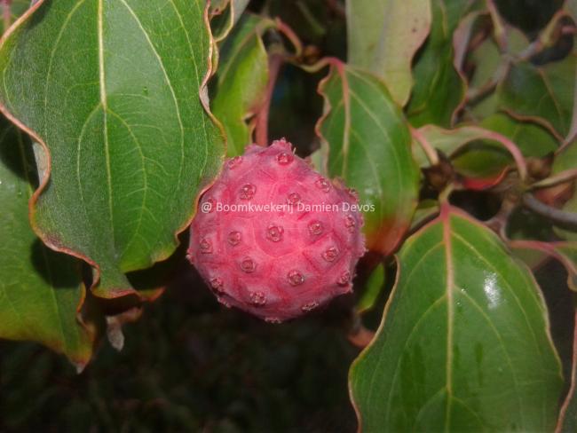 Cornus kousa 'Schmetterling'