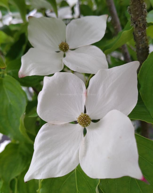 Cornus kousa 'Schmetterling'