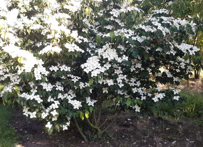 Cornus kousa 'Schmetterling'