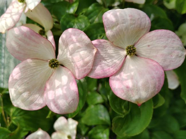 Cornus kousa 'Satomi Compact'