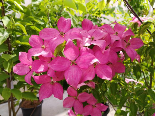 Cornus kousa 'Scarlet Fire'® (='Rutpink')