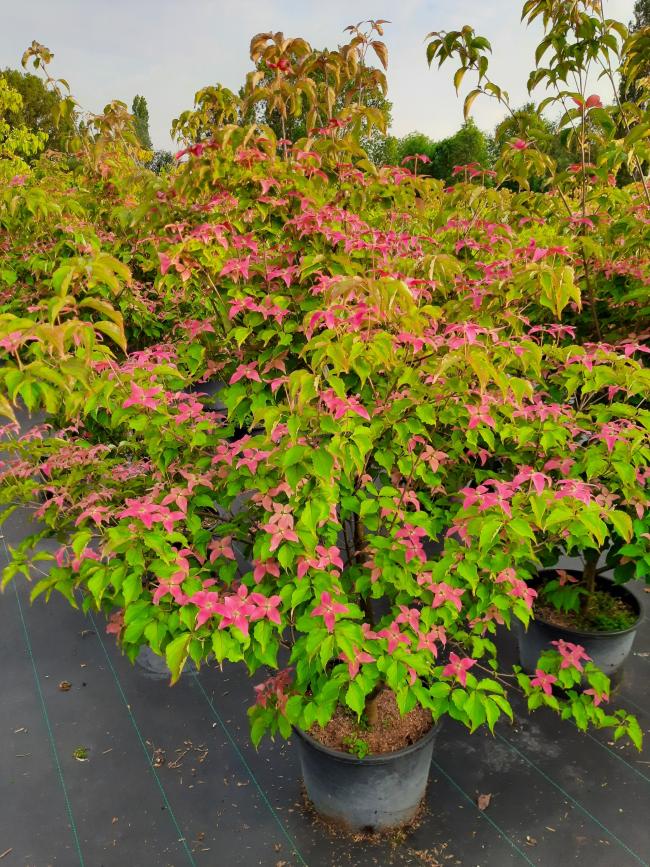 Cornus kousa 'Scarlet Fire'® (='Rutpink')