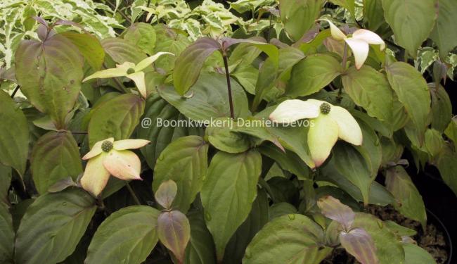 Cornus kousa 'Summer Stars'