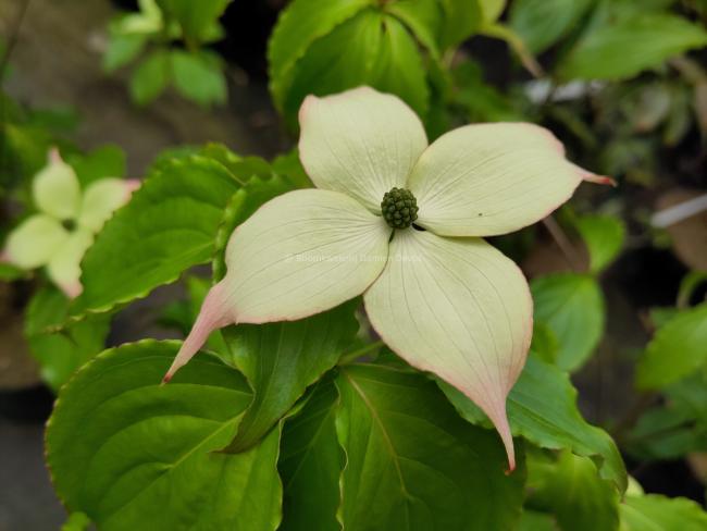 Cornus kousa 'Summer Stars'